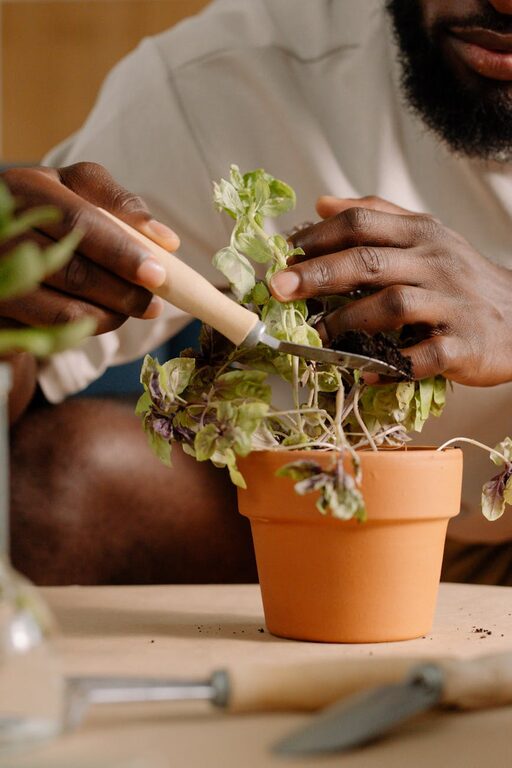 Essential Tips for Maintaining a Healthy Indoor Garden Year-Round